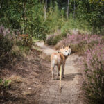averbode bos en heide balade avec chien
