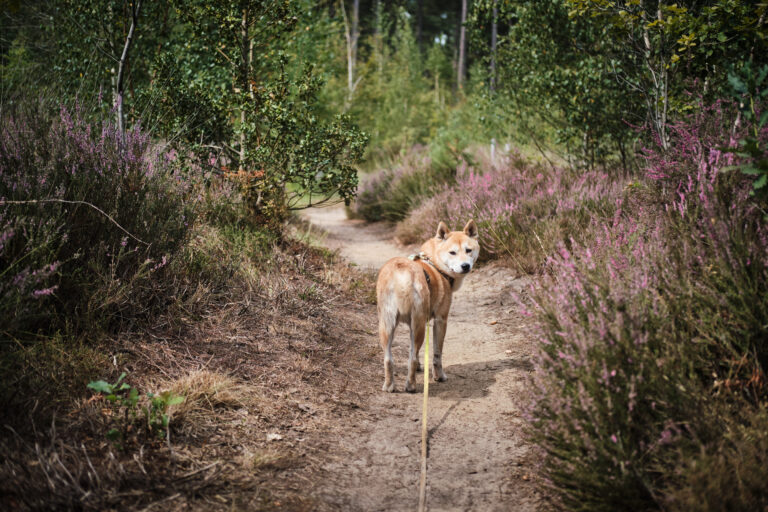 averbode bos en heide balade avec chien