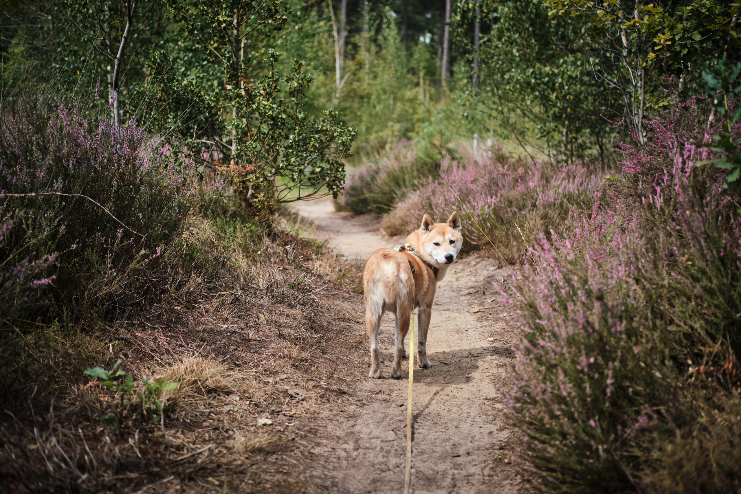 Randonnée à Averbode Bos en Heide : 8 km entre sous-bois de pins et landes en fleurs