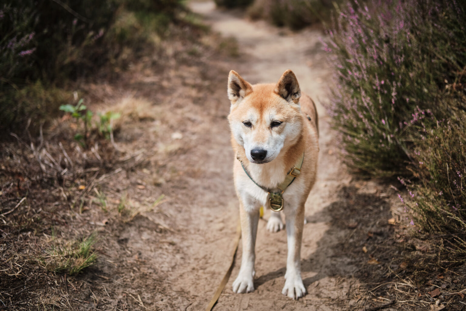 Reserve naturelle averbode avec son chien 24