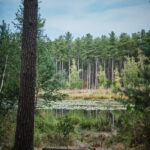 averbode bos en heide balade avec chien