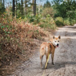 averbode bos en heide balade avec chien