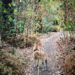 averbode bos en heide balade avec chien