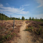 averbode bos en heide balade avec chien