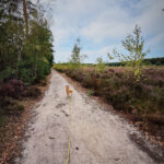 averbode bos en heide balade avec chien