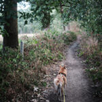 averbode bos en heide balade avec chien
