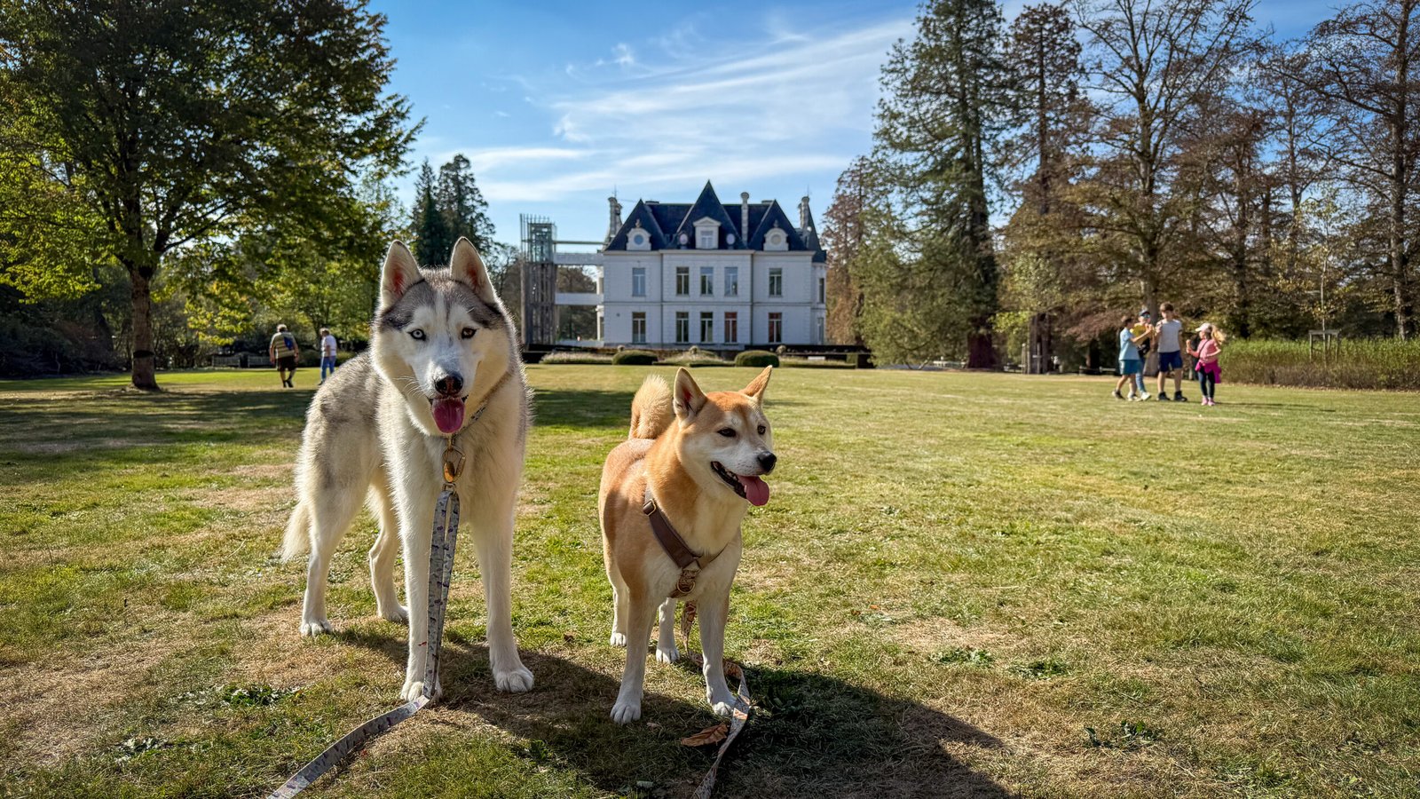 Visiter le Domaine de Chevetogne avec son chien (Balade & infos pratiques)