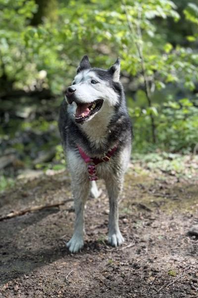 Lobbes : balade canine rafraichissante