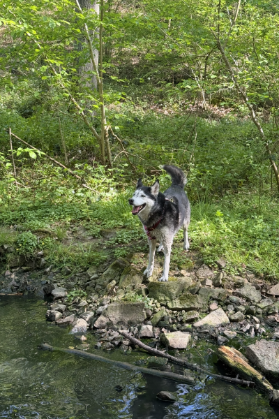 Lobbes : balade canine rafraichissante