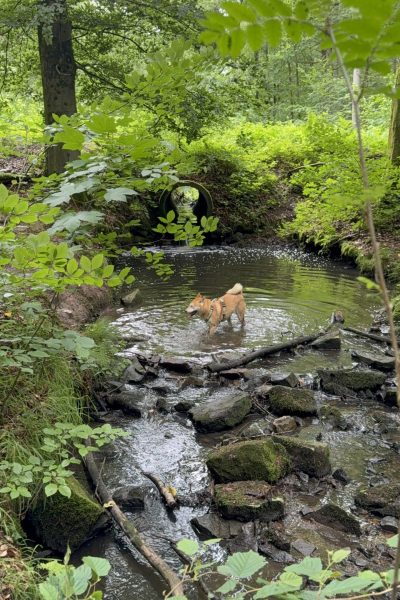 Lobbes : balade canine rafraichissante