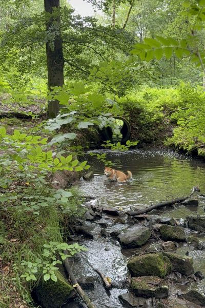 Lobbes : balade canine rafraichissante