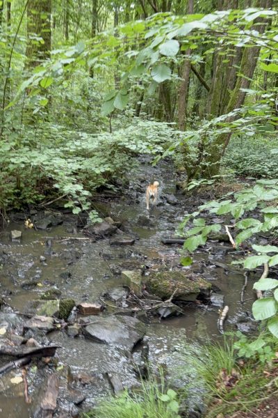 Lobbes : balade canine rafraichissante