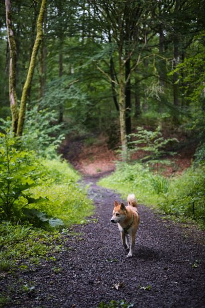 Lobbes : balade canine rafraichissante