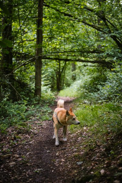 Lobbes : balade canine rafraichissante