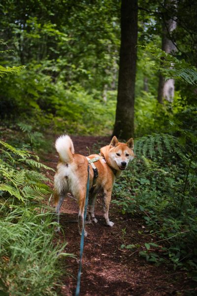 Lobbes : balade canine rafraichissante