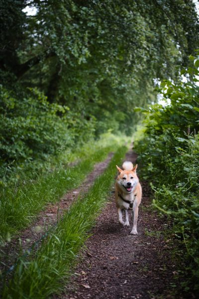 Lobbes : balade canine rafraichissante