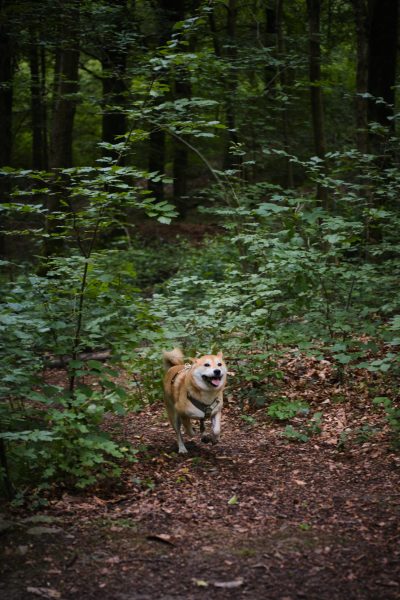 Lobbes : balade canine rafraichissante